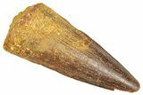 Juvenile Fossil Spinosaurus Tooth - Real Dinosaur Tooth #348669-1